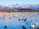 【瓢湖(ひょうこ)】お車で約20分。白鳥飛来のピークは11月下旬。早朝か夕方には五千羽以上見られることも