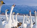 【瓢湖(ひょうこ)】お車で約20分。全国的にも有名な白鳥の飛来地です。10〜翌3月まで白鳥が滞在します。