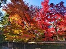 【清水園】紅葉の見どころとして知られる清水園の紅葉は圧巻です。当館よりお車で約15分。