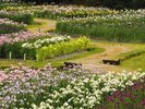 【五十公野公園あやめ公園】初夏のあやめ公園は満開のあやめを見ることができます。当館よりお車で約14分
