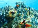 【八重干瀬ボートシュノーケル】国内最大の珊瑚礁群「八重干瀬（ヤビジ）」でシュノーケル！