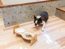 �y�����^�A���j�e�B�[�z�H��͂������܂��̂ň����̂��H���͂����Q���������B