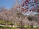 東山動植物園:桜