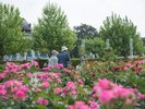 鶴舞公園:バラ園