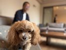 ペットと宿泊できるお部屋もあります