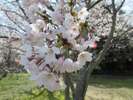 【春】城山公園の桜