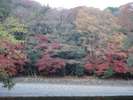 【伊勢神宮】秋限定の紅葉風景♪