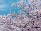 【春】三重県伊勢市宮川の桜です。桜の名所100選に選ばれました