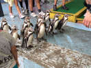 鳥羽水族館のペンギンを間近に！！ペンギンのかわいいお散歩姿をご覧下さいませ♪