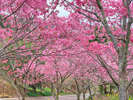 志摩市　横山の桜