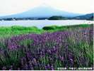 河口湖ハーブフェスティバル