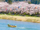 北上展勝地「さくらまつり」。例年4月上旬〜5月上旬の間の20〜25日程度開催(桜の開花状況に因ります)