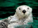 鳥羽水族館:人気急上昇のラッコの「メイ」と「キラ」に会いに行こう!