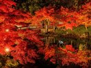 なばなの里_紅葉ライトアップ
