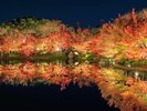 なばなの里_紅葉ライトアップ