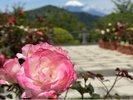 新緑に包まれた箱根恩賜公園内で、芦ノ湖や富士山の景観とともに、バラを堪能