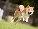 ペット専用トレーラーハウスで愛犬とグランピング♪