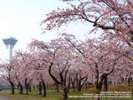 五稜郭公園イメージ