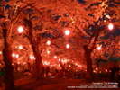 五稜郭公園の桜は1,600本を超え、お花見には多くの人が訪れます。(桜の見頃は4月下旬〜5月上旬)
