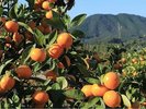 金山パイロットファーム(ホテルから車で15分):太陽の恵みをたっぷり受けた甘くジューシーなみかん