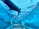 太地町立くじらの博物館(ホテルから車で40分):捕鯨の歴史と文化を学べる「くじら専門」の博物館。