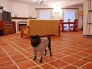 ワンワンスイートルーム ※イメージになります
