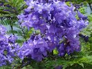 「花が頭に落ちるとしあわせが訪れる」と言われるジャカランダ