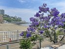 6月にはお宮緑地からサンピーチにかけて、ラッパの形をした小さな青紫色のジャカランダの花が鑑賞出来ます