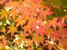 八ヶ岳エリアの紅葉は10月中旬〜11月中旬ごろが見頃♪