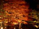 【秋の山中湖】ライトアップされた紅葉。
