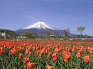 【チューリップ(4月下旬〜5月中旬頃)】《花の都公園フラワーカレンダー》