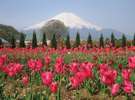 【チューリップ(4月下旬〜5月中旬頃)】《花の都公園フラワーカレンダー》》