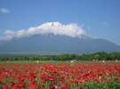 【ポピー(6月上旬〜6月下旬頃)】《花の都公園フラワーカレンダー》