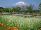 【かすみ草(5月下旬〜6月中旬頃)】《花の都公園フラワーカレンダー》