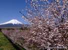 四季折々に表情を変える富士山…4月、桜のころ