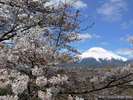 【富士山・山中湖フォトギャラリー】桜が満開になりました♪