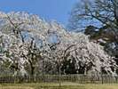 京都御苑内でいち早く咲く近衛邸跡のしだれ桜