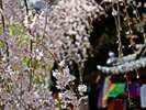 六角堂のしだれ桜。他のスポットよりも早く咲き、例年3月中に見ごろを迎えます。
