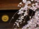 聖護院門跡の門を入ってすぐのしだれ桜