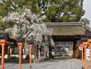 平野神社は約60種400本もの桜が咲く桜の名所。