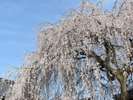 円山公園の祇園しだれ桜の姉妹樹にあたる桜が美しい本満寺。
