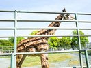 【熊本市動植物園】当ホテルから車で約15分です。写真提供:熊本観光連盟