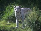 伊豆アニマルキングダム