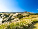稲取細野高原