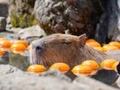 伊豆シャボテン動物公園