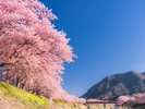 河津桜
