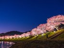 河津桜まつり