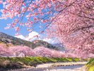 河津桜