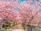 河津桜まつり