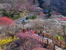 熱海梅園